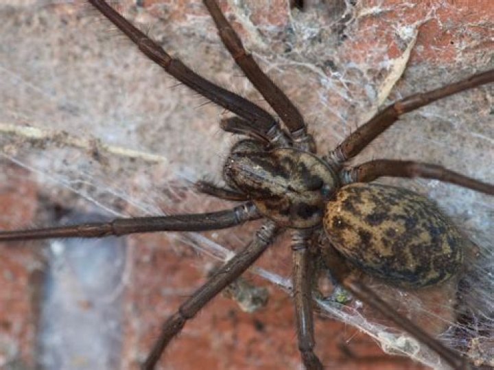 Discover The Fascinating World Of Pregnant House Spiders